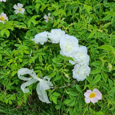 Flower wreath - Gårda Rose Flowerband (white)